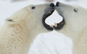 Polar Bear HD Wallpaper Wallpaper55 Best For Pcs