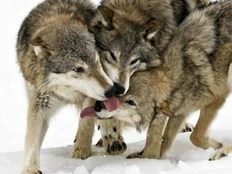 Wolves Are Cute Scary Cool Hairy