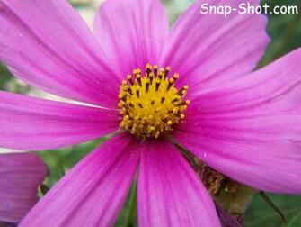 HD Wallpaper Cosmos Flowers X Kb Jpeg