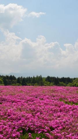 Field Flowers Pink Summer iPhone Plus Wallpaper