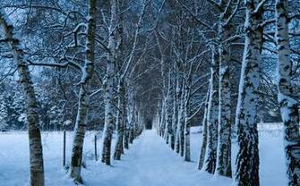 High Resolution Wallpaper Of Winter Picture Snow