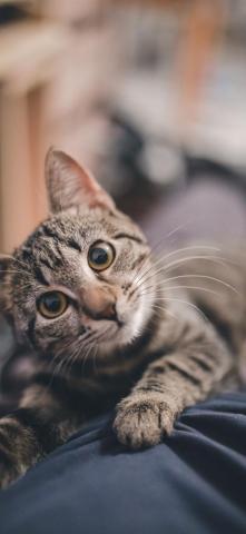 Cute Kitty iPhone Wallpaper