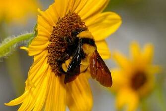 Bee Bumble