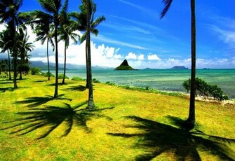 Wallpaper Beach Palm Trees Ocean Nature