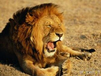 Lions Slideshow Screensaver Amusing