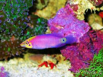 Mat Denan Aquarium Fish Screensaver