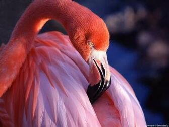 Pink Flamingo