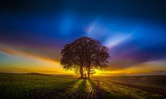 Sunset Tree Desktop HD Wallpaper StylishHDwallpaper