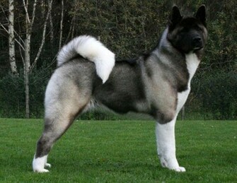 Fondo Pantalla Akita Escritorio Wallpaper