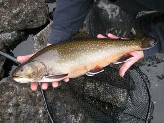 Trophy Brook Trout Pictures