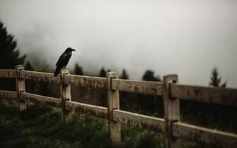 Raven Bird Fence Total S For Days