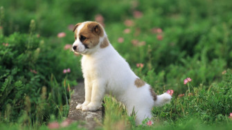 Cute Puppies Wallpaper HD