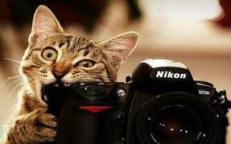 Funny Cat Animal Bwalles Gallery