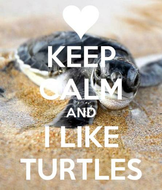 Like Turtles Wallpaper Keep Calm And I