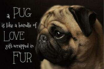Pugs Puppies Pug Dog Things Love Puggies Life