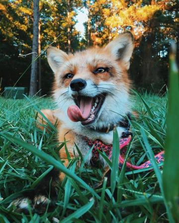 Juniper The Red Fox Pet Animals Funny Animal Pictures