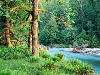 Forest Exotic Wallpaper Nature