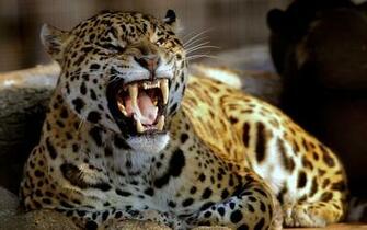 Leopard Pictures Wallpaper HD