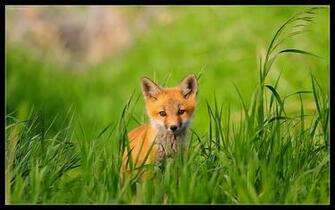 Red Foxes Image Fox HD Wallpaper And Background Photos