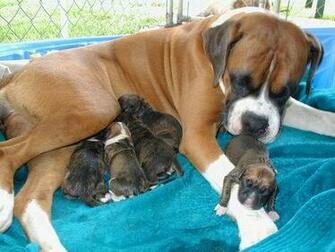 Cute Puppies Boxer Dogs Wallpaper Animalgals
