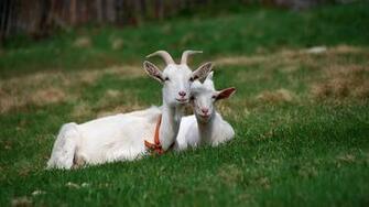 Summer Animals Wallpaper