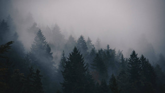 4k Forest Wallpaper