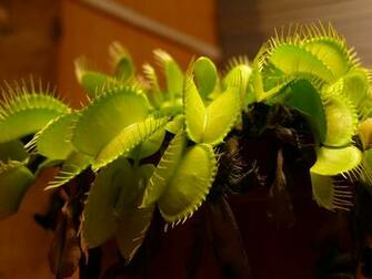 Venus Flytrap Wallpaper X Net