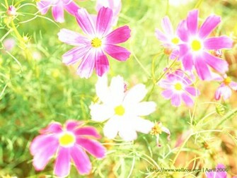 Spring Flower Wallpaper