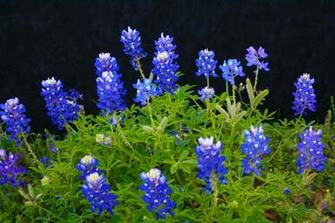 Bluebonnets Wallpaper