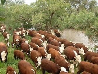 Cattle Everything You Should Know Info