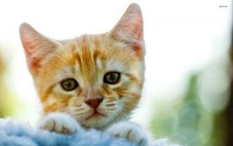 Golden Kitten Wallpaper Animal