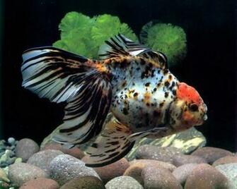 Aquarium Fish Wallpaper