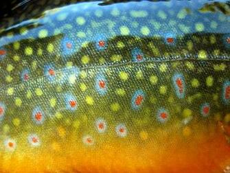 Brook Trout Patterns By Ryan Houston