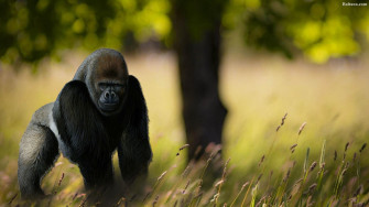 Best Of Great Zoom Gorilla Wallpaper Image