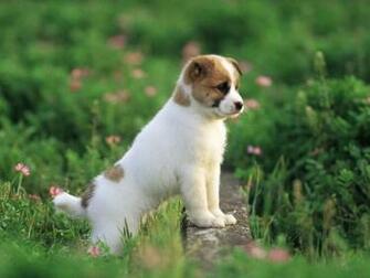 Dog Have Go For A Spring Outin Wallpaper Other Pictures