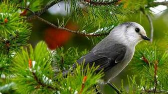 Image Beautiful Bird