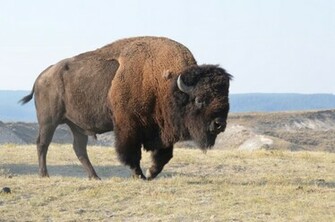 Bison HD Wallpaper Wild