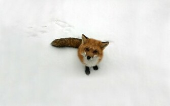 Global Pictures Gallery December