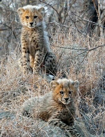 Cheetah Cubs Wallpaper For Phones And Tablets