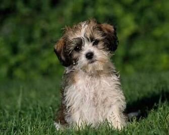 Dogs HD Wallpaper