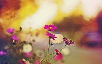 Fall Flowers Wallpaper