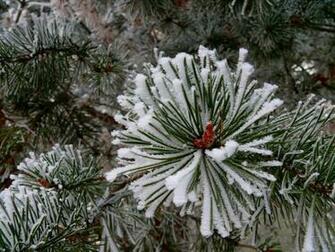 Christmas Tree Related Wallpaper Background Image And Photos