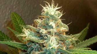Weed Drugs Psychedelic D Wallpaper