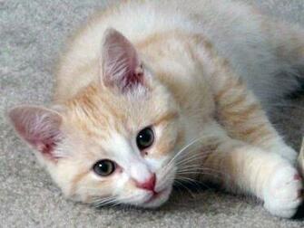 Cat Wallpaper Cute Pictures Animal Desktop Background