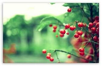 Red Berries HD Wallpaper For Standard Fullscreen Uxga Xga Svga