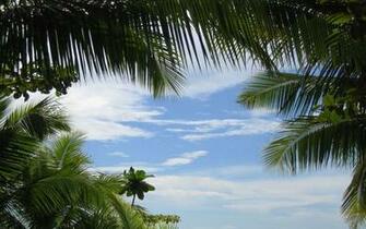 Tropical Background Pictures