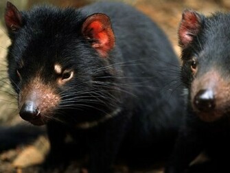 Tasmanian Devil Pictures Animal Wallpaper