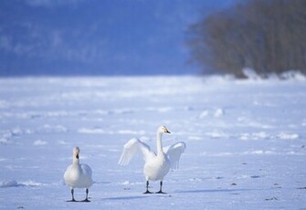 Exotic Animals Ducks Wallpaper