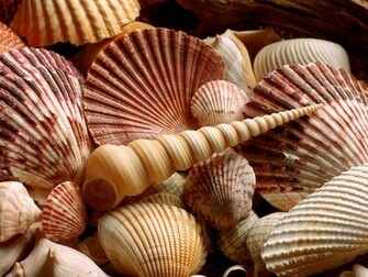 Sea Shells Wallpaper Atoz Desktop