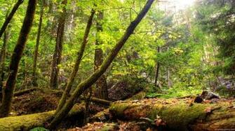 Trees Wallpaper Forest Full HD